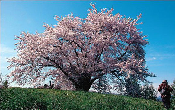 野駄 為内の一本桜 八幡平市 鹿角街道web